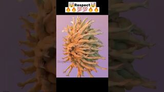 Awesome Body flexible????||Respect????????????||Funny respect shorts||Respect shorts||Stunds shorts#shorts#4k