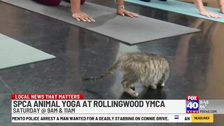 Kitten Yoga, what could be better?