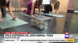 Kitten Yoga, what could be better?