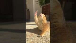 Poppy the Prairie Dog doing her golden hour stretches #prairiedog #stretch #yoga