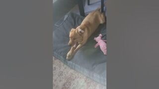 Puppy labrador retriever Stretching to wake up from nap and get ready to play ball outside. #puppy