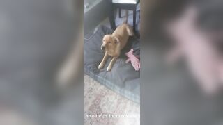 Puppy labrador retriever Stretching to wake up from nap and get ready to play ball outside. #puppy