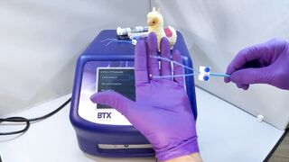 Flexible In Vivo Electroporation - Demo | BTX