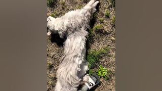 Maine Coon stretches his back outside #maincoon #kitty #stretching