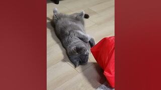 Hilarious Stretching Cat Pranks! ???????? #FunnyCats #CatPranks #StretchingGags