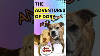 Dory vs. Yoga Ball. The Adventures of Dory with Loki. #dogshorts #shorts