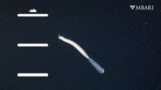 The woolly siphonophore thrives in the deep sea by stretching out to catch a meal