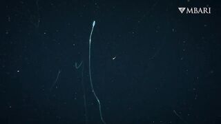 The woolly siphonophore thrives in the deep sea by stretching out to catch a meal