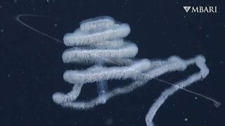 The woolly siphonophore thrives in the deep sea by stretching out to catch a meal