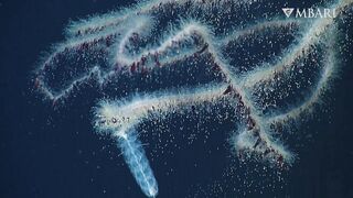 The woolly siphonophore thrives in the deep sea by stretching out to catch a meal