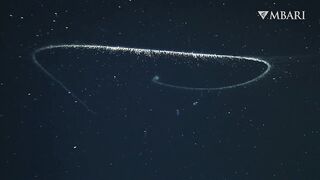 The woolly siphonophore thrives in the deep sea by stretching out to catch a meal