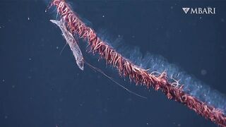 The woolly siphonophore thrives in the deep sea by stretching out to catch a meal