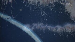 The woolly siphonophore thrives in the deep sea by stretching out to catch a meal