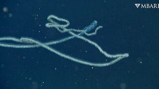 The woolly siphonophore thrives in the deep sea by stretching out to catch a meal