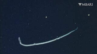 The woolly siphonophore thrives in the deep sea by stretching out to catch a meal