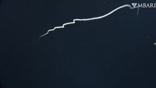 The woolly siphonophore thrives in the deep sea by stretching out to catch a meal