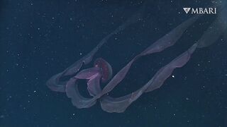 The woolly siphonophore thrives in the deep sea by stretching out to catch a meal