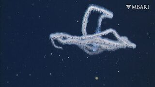 The woolly siphonophore thrives in the deep sea by stretching out to catch a meal