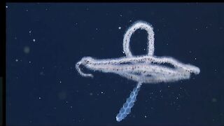 The woolly siphonophore thrives in the deep sea by stretching out to catch a meal