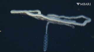 The woolly siphonophore thrives in the deep sea by stretching out to catch a meal