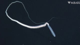 The woolly siphonophore thrives in the deep sea by stretching out to catch a meal