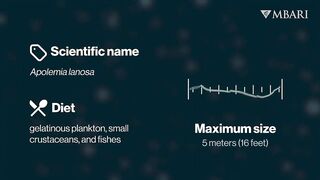 The woolly siphonophore thrives in the deep sea by stretching out to catch a meal