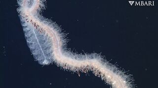 The woolly siphonophore thrives in the deep sea by stretching out to catch a meal