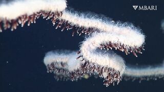 The woolly siphonophore thrives in the deep sea by stretching out to catch a meal