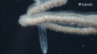 The woolly siphonophore thrives in the deep sea by stretching out to catch a meal