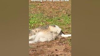 Husky in Pine straw rolling around #husky #dog #stretching