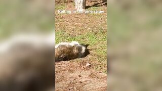 Husky in Pine straw rolling around #husky #dog #stretching