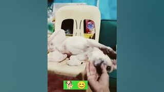 #Lovely dog #stretching #dog lover #trending #youtubeshorts