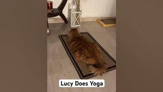 Lucy our ginger cat does yoga! #cat #gingercat #catfunny #catvideos #yoga