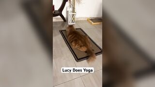 Lucy our ginger cat does yoga! #cat #gingercat #catfunny #catvideos #yoga